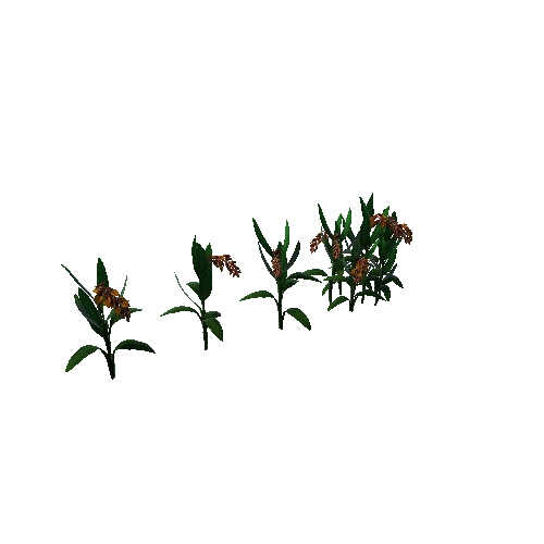 Flower_Alpinia zerumbet3